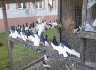 Grajewo ogłoszenia: Sprzedam gołebie murzyny 60 sztuk cena 15 zł za sztuke tel 508081721 - zdjęcie