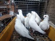 Grajewo ogłoszenia: Sprzedam gołębie widoczne na zdjęciach lub zamienię na ładne... - zdjęcie