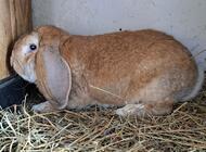 Grajewo ogłoszenia: Sprzedam młode króliki w czystej rasie Baran Francuski Olbrzymi.... - zdjęcie