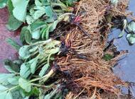 Grajewo ogłoszenia: Sprzedam sadzonki truskawek 
Odmiana słodka 
Z ładnym, dużym... - zdjęcie