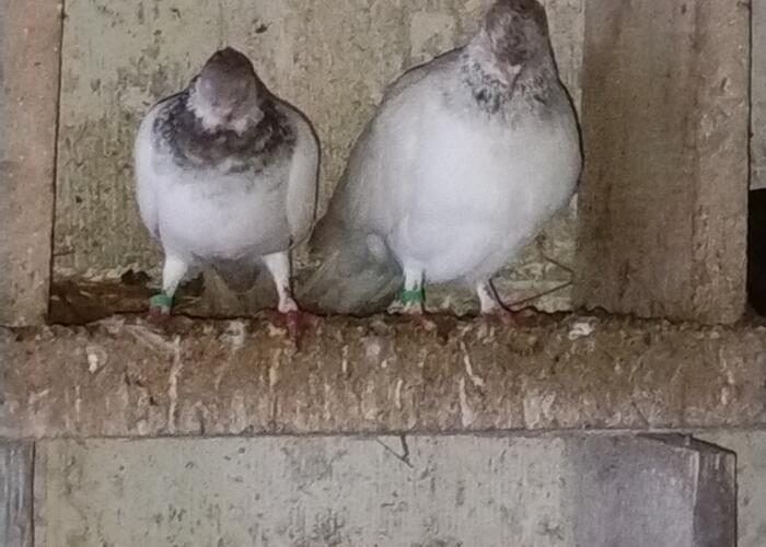 Grajewo ogłoszenia: Sprzedam 4 pary parzyste budapesztów 15 zł sztuka