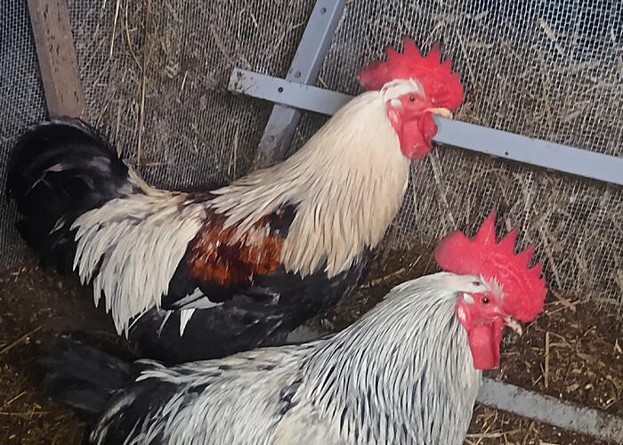 Grajewo ogłoszenia: Sprzedam koguty