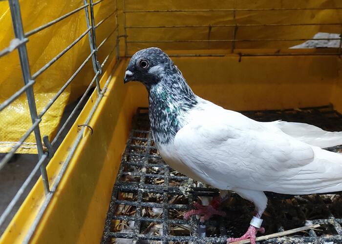Grajewo ogłoszenia: Sprzedam gołębia widocznego na zdjęciach. Gołąb łapany nie...