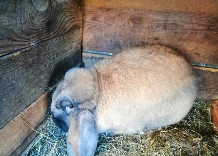 Grajewo ogłoszenia: Sprzedam króliki, samca i samicę, karmione wyłącznie zbożem i...